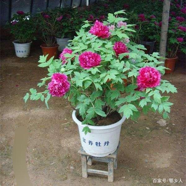 发财树的叶子为什么会变黄